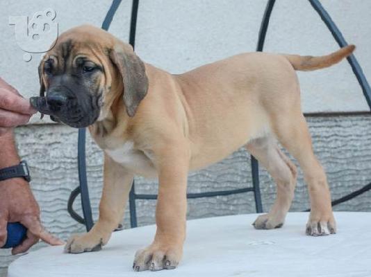 Dogo Canario - Κουτάβια Presa Canario